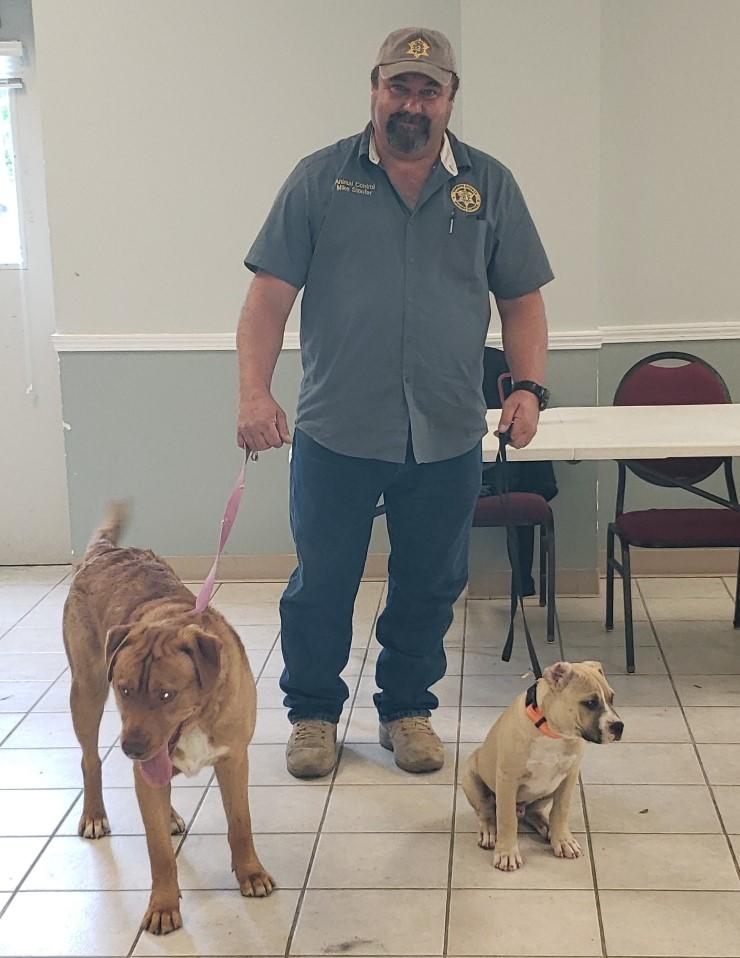 A man brings his 2 dogs in to get microchipped.