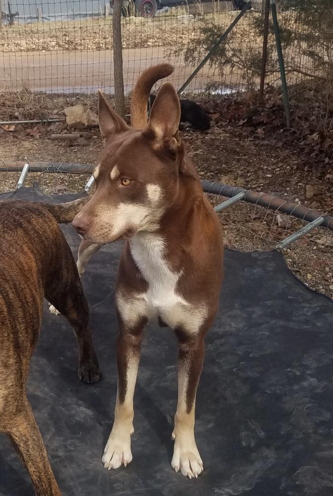 A brown and white colored dog.