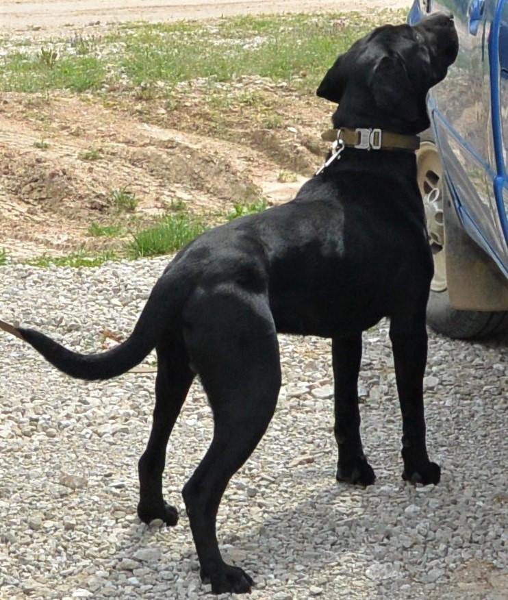 Black lab Otis.