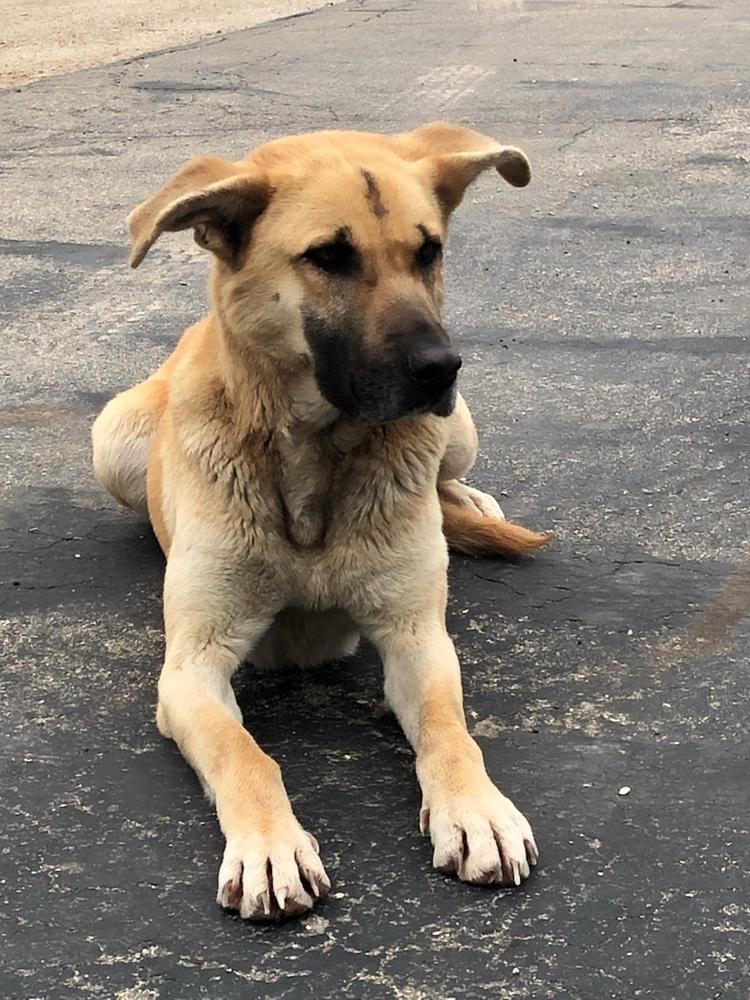 A tan and white colored dog.