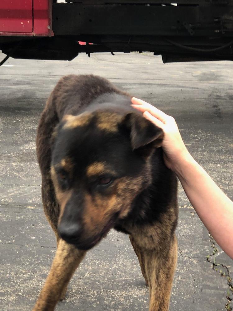 A brown and black colored dog.