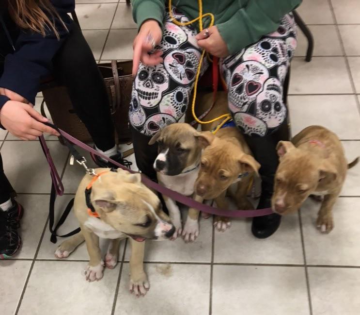 A group of dogs ready to be microchipped.