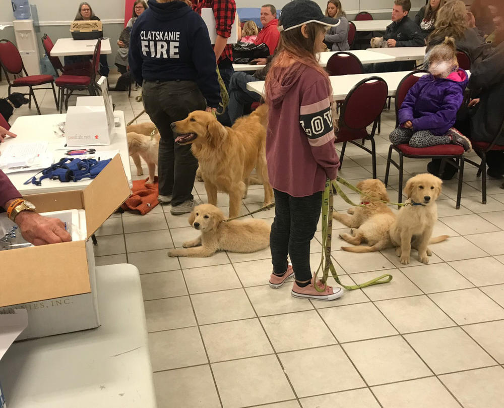 A room full of people and their dogs.